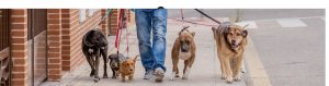 cuidadores de mascotas cabecera