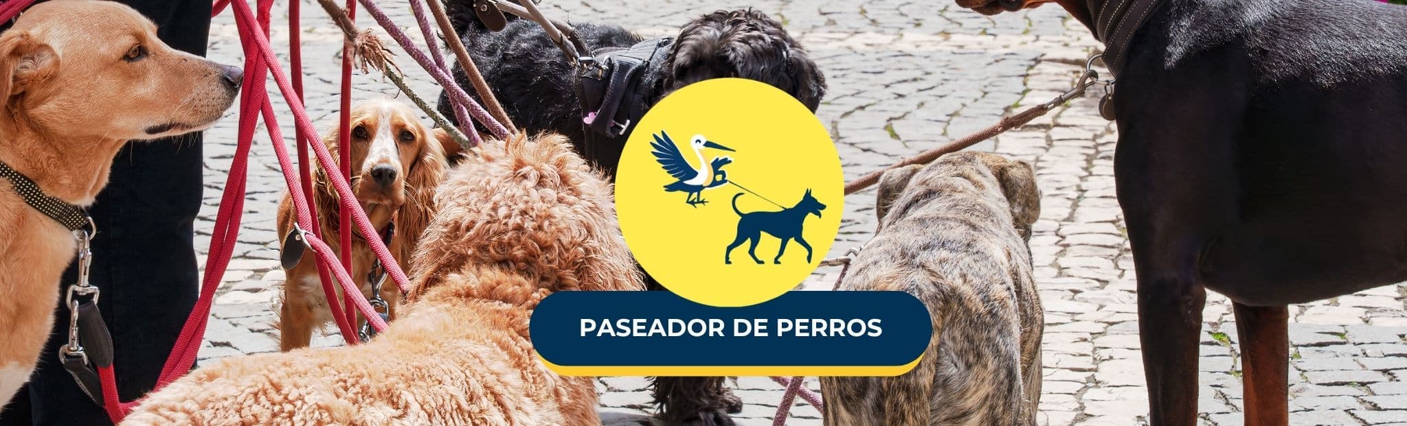 Cabecera Alicia G | Paseo tu perro